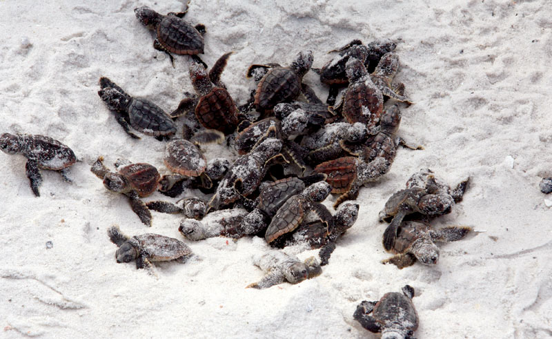 Several sea turtle hatchlings crawling across the sand toward the ocean