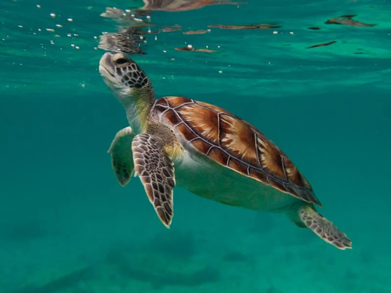 Sea turtle swimming underwater
