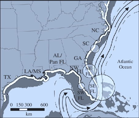Map of sea turtle nesting and stranding hotspots in the United States
