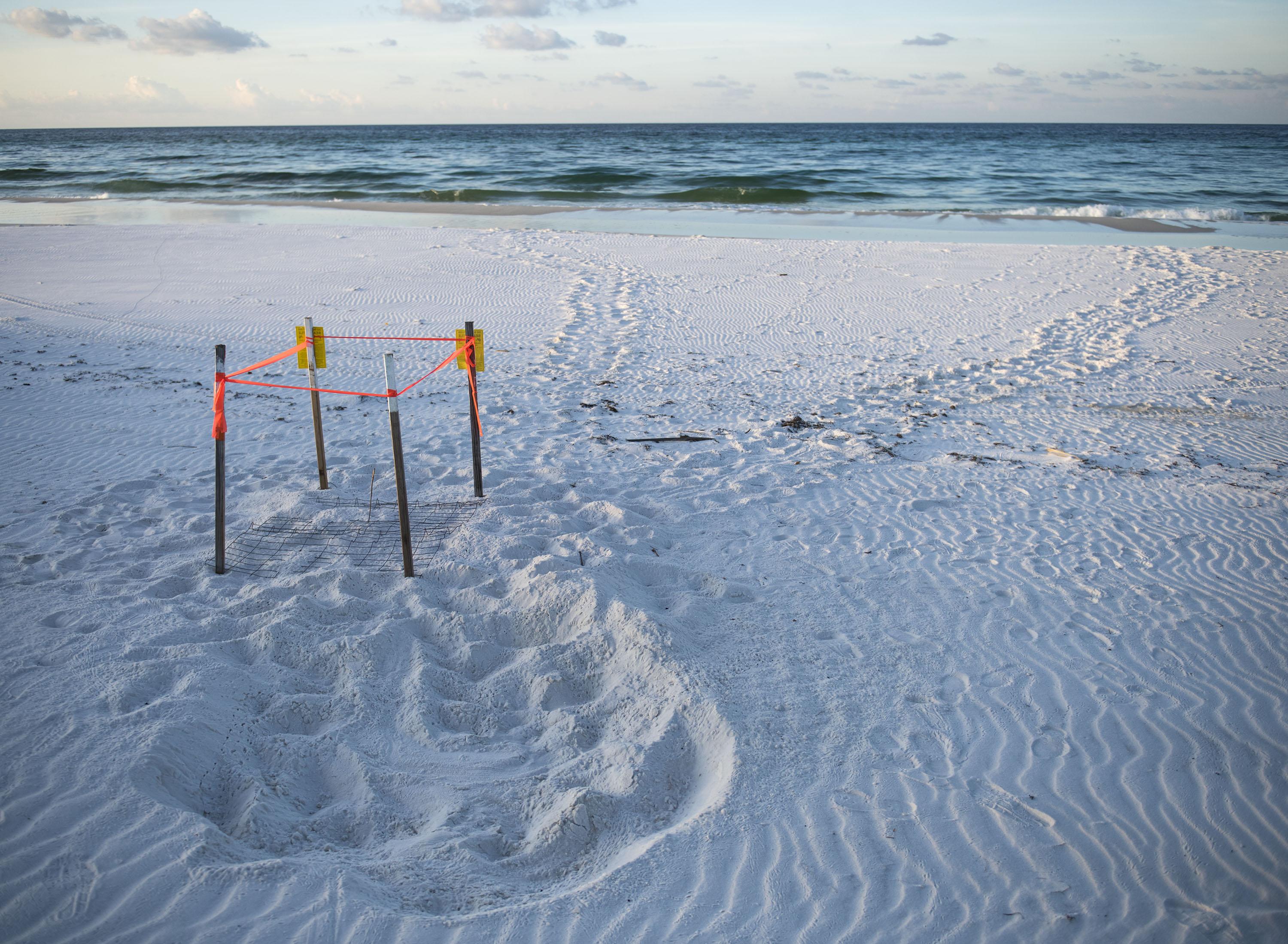 Roped off sea turtle nest marked with stakes and a sign on the beach