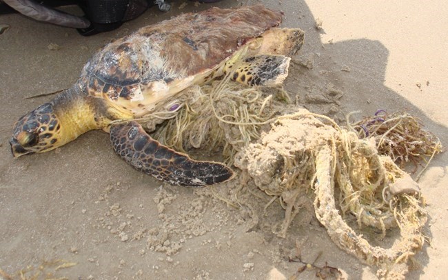 Stranded sea turtle lying on wet sand near the waterline
